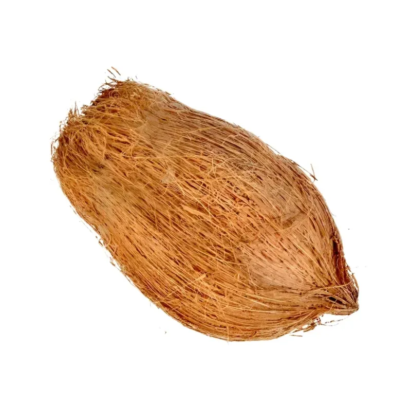 Jata Nariol ( Coconut )