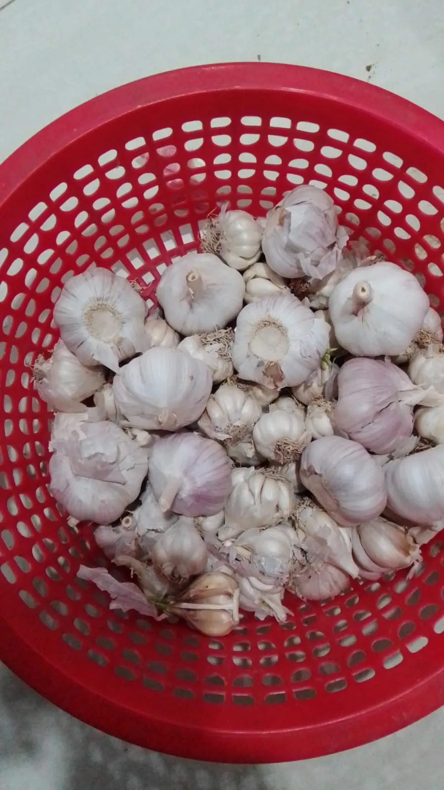 Lasun ( GARLIC)